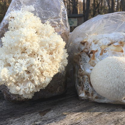 Lion's Mane Mushroom Fruiting Kit, Garden from Mushroom Mountain