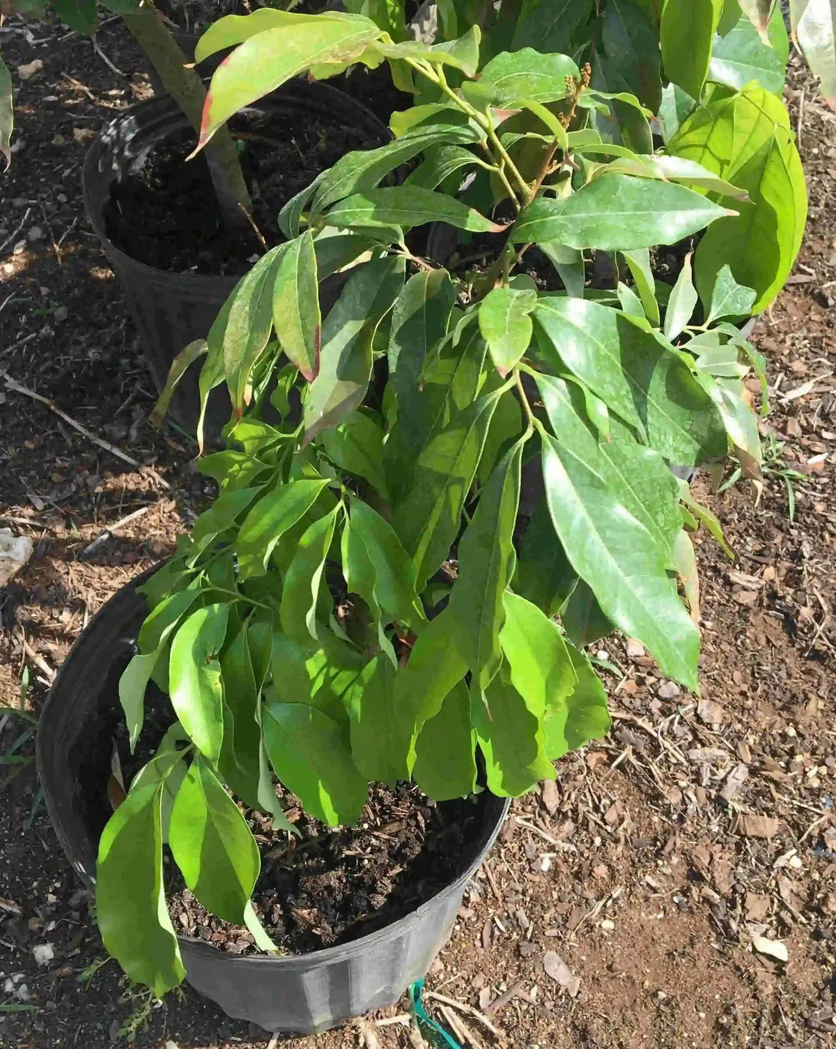 SweetHeart Lychee Tree, Fruit Trees from Everglades Farm