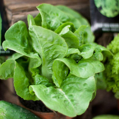 Little Gem Lettuce Seeds (Organic), Garden from Grow Organic
