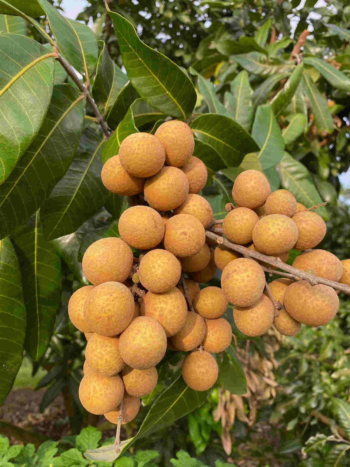 Longan Kohala Tree, Air-Layered, Fruit Trees from Everglades Farm