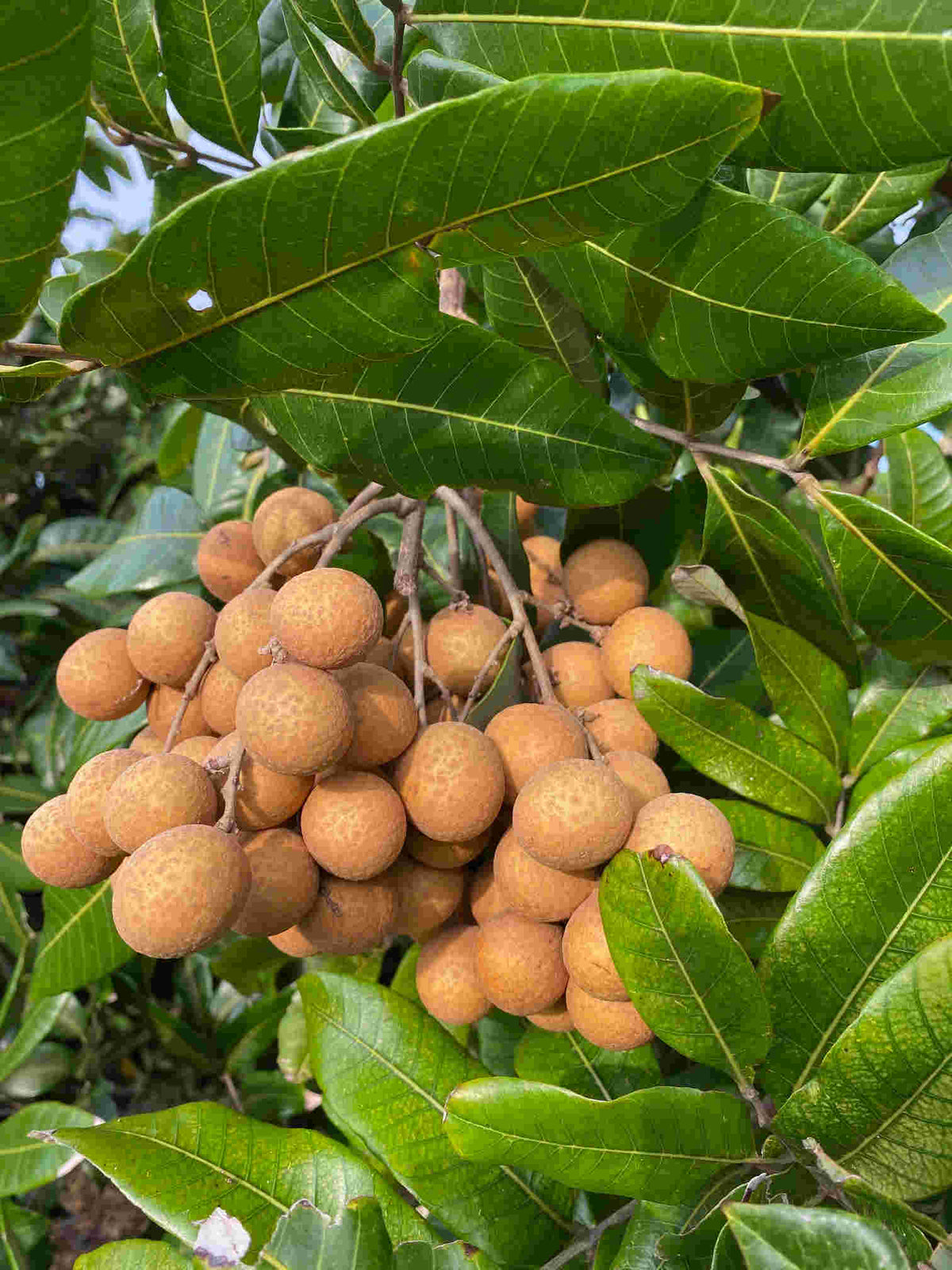 Longan Kohala Tree, Air-Layered, Fruit Trees from Everglades Farm
