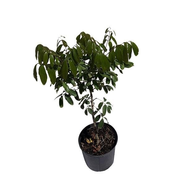 Longan Kohala Tree, Air-Layered, Fruit Trees from Everglades Farm