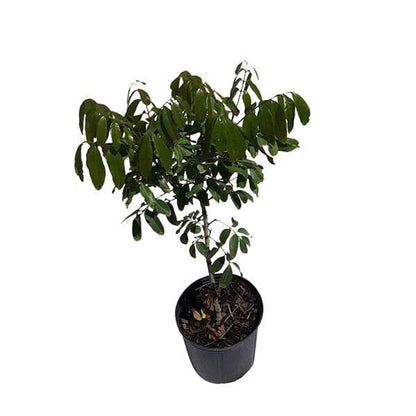 Longan Kohala Tree, Air-Layered, Fruit Trees from Everglades Farm