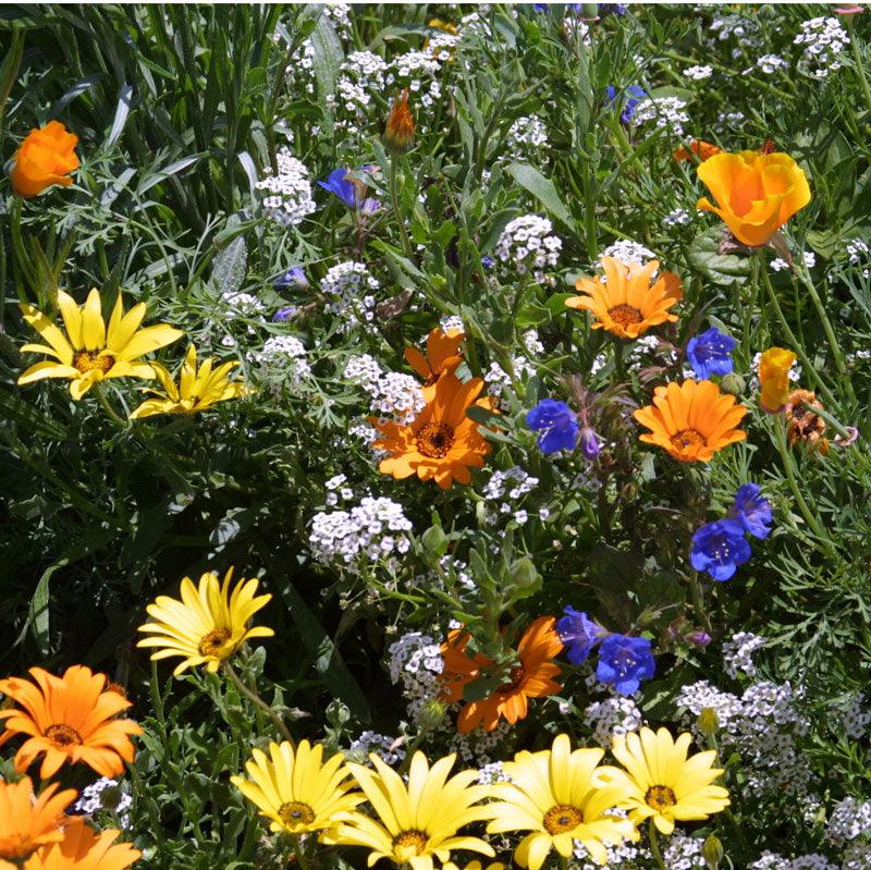 Low Growing Wildflower Mix (1/4 lb), Garden from Grow Organic