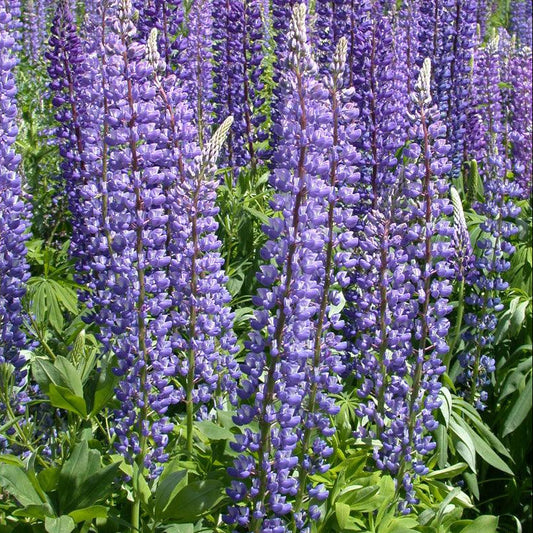 Lupine, Arroyo Blue (1/4 lb), Garden from Grow Organic
