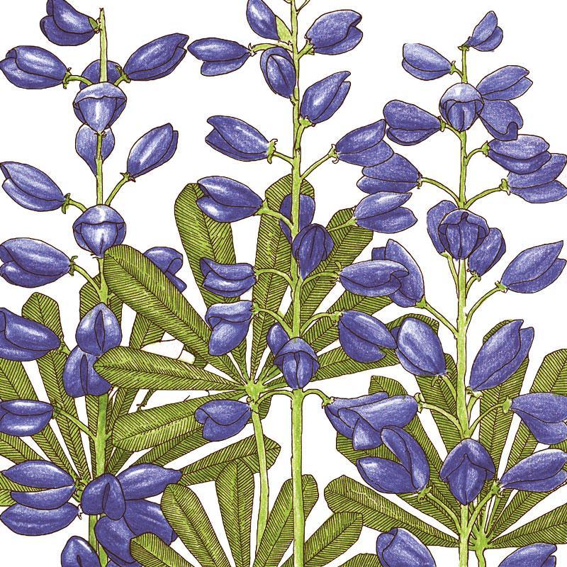 Lupine, Perennial (1/4 lb), Garden from Grow Organic