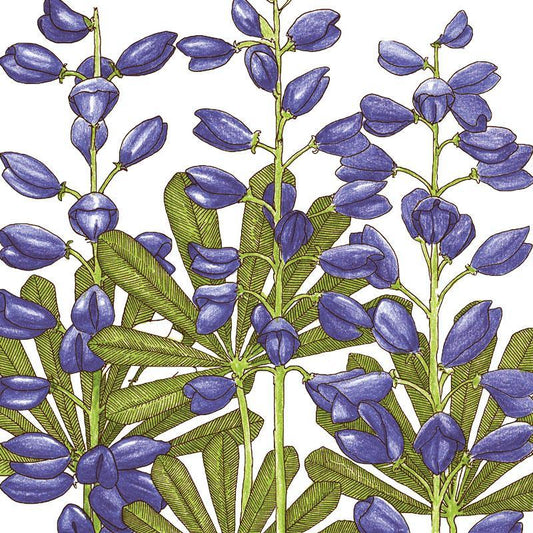 Lupine, Perennial (1/4 lb), Garden from Grow Organic
