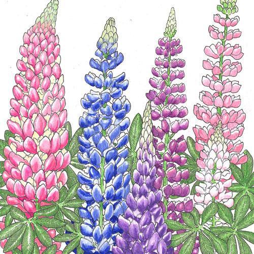 Lupine, Russell (lb), Garden from Grow Organic