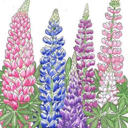 Lupine, Russell (lb), Garden from Grow Organic