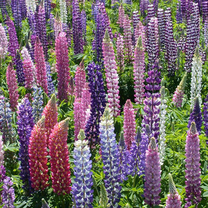 Russell Lupine Seed Pack