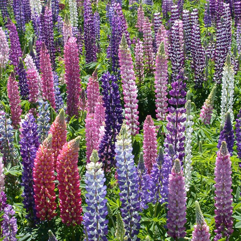 Lupine, Russell (lb), Garden from Grow Organic