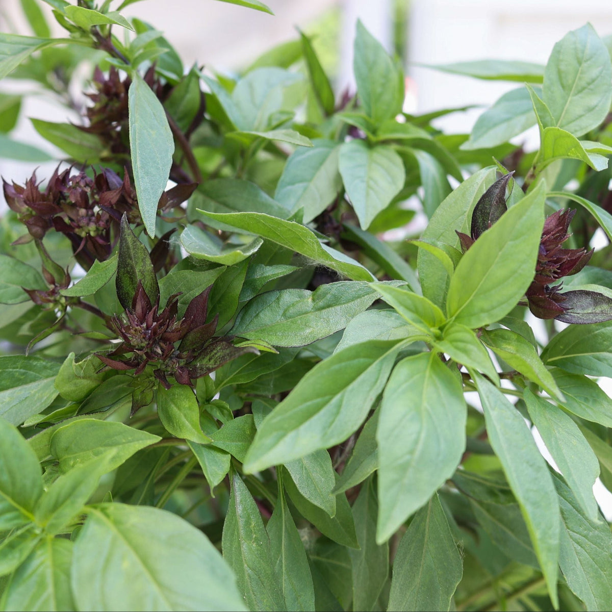 Thai Basil by MIgardener