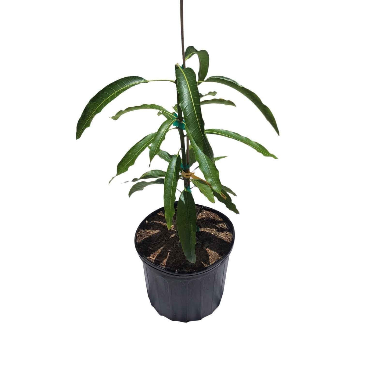 Maha Chanok Mango Tree, Grafted, Fruit Trees from Everglades Farm