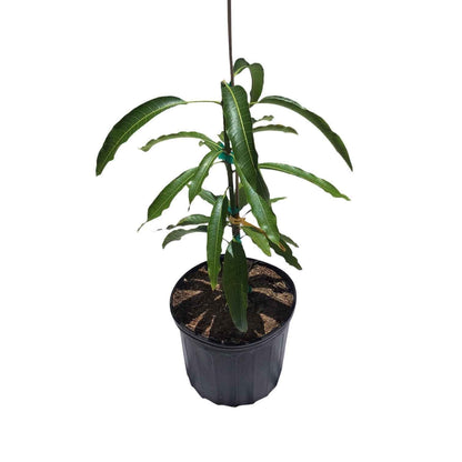 Maha Chanok Mango Tree, Grafted, Fruit Trees from Everglades Farm