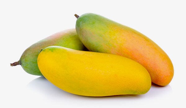 Maha Chanok Mango Tree, Grafted, Fruit Trees from Everglades Farm