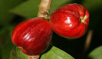 Malay Apple Otaheite Apple – (Airlayered) Fruit Tree for Sale from Everglades Farm