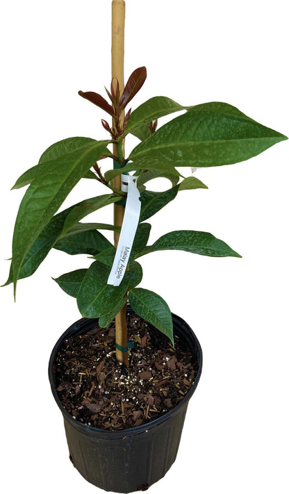 Malay Apple Otaheite Apple – (Airlayered) Fruit Tree for Sale from Everglades Farm
