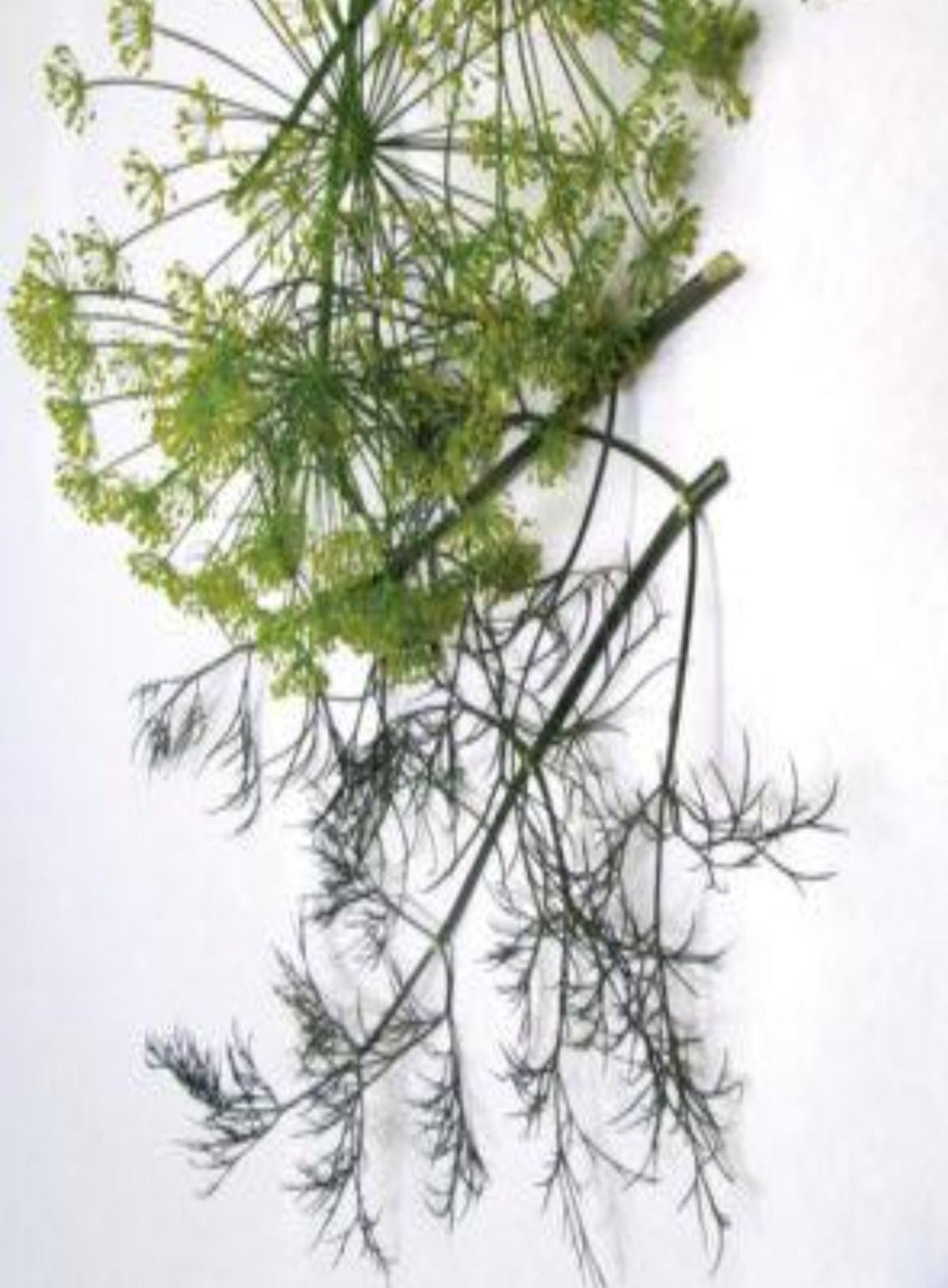Herb Dill, Long Island Mammoth Seeds, image 2 of 2