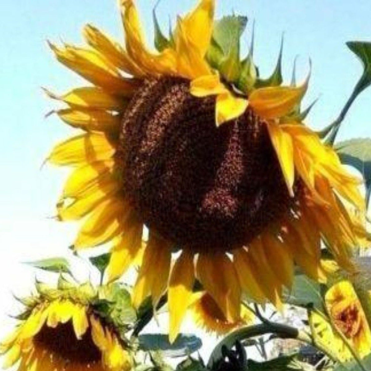 Mammoth Grey Striped Sunflower Seeds by Papaws Garden Supply