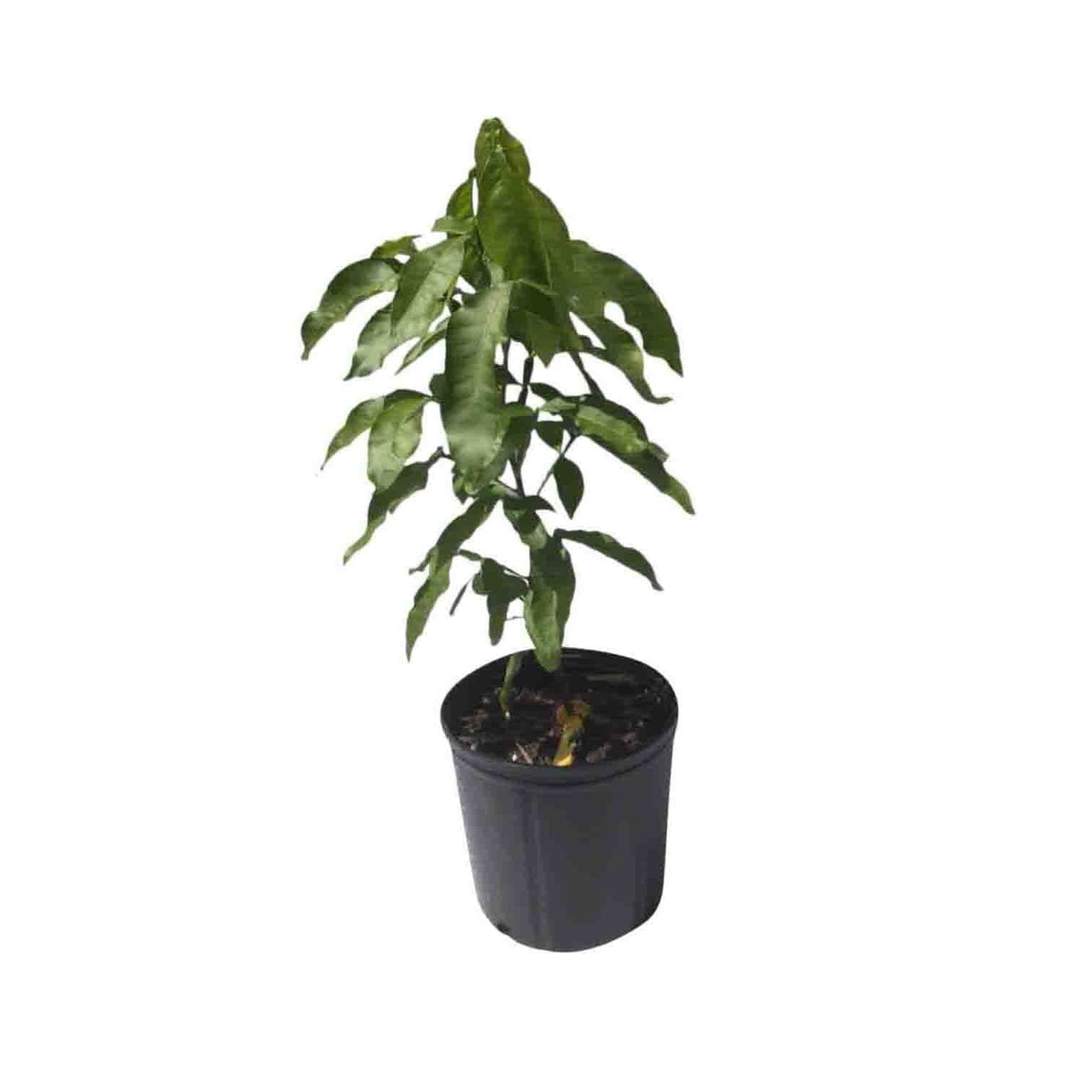 Mamoncillo Tree from Seedling, Spanish Lime, Fruit Trees from Everglades Farm