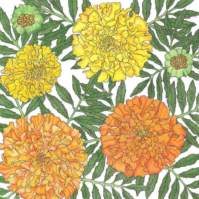 Marigold, African (1/4 lb), Garden from Grow Organic