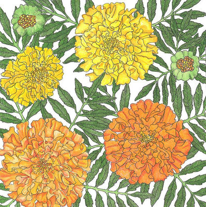 Marigold, African (1/4 lb), Garden from Grow Organic