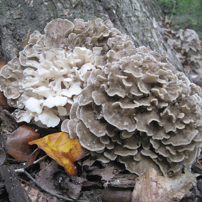 DRIED MAITAKE MUSHROOMS, Pantry from Mushroom Mountain