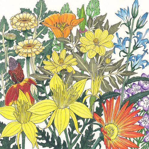 Mediterranean Dryland Wildflower Mix (1/4 lb), Garden from Grow Organic