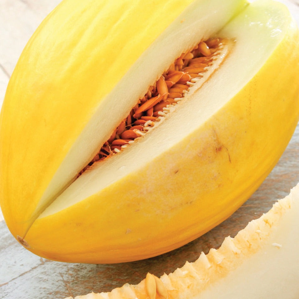 Crenshaw Melon by MIgardener