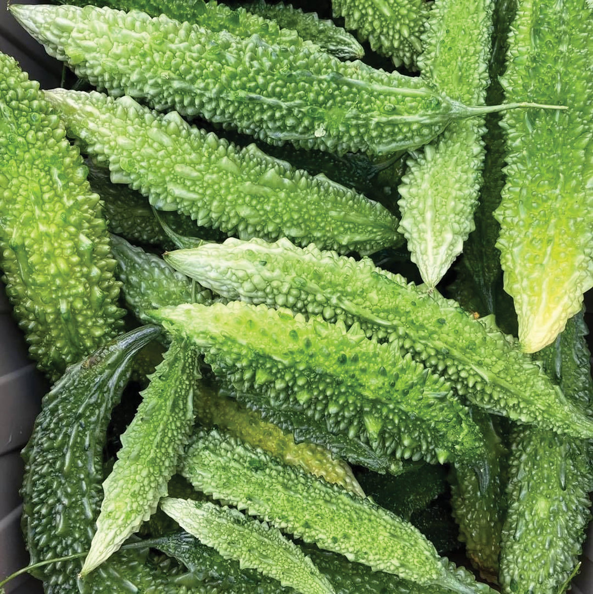 Futo Spindle Bitter Melon by MIgardener