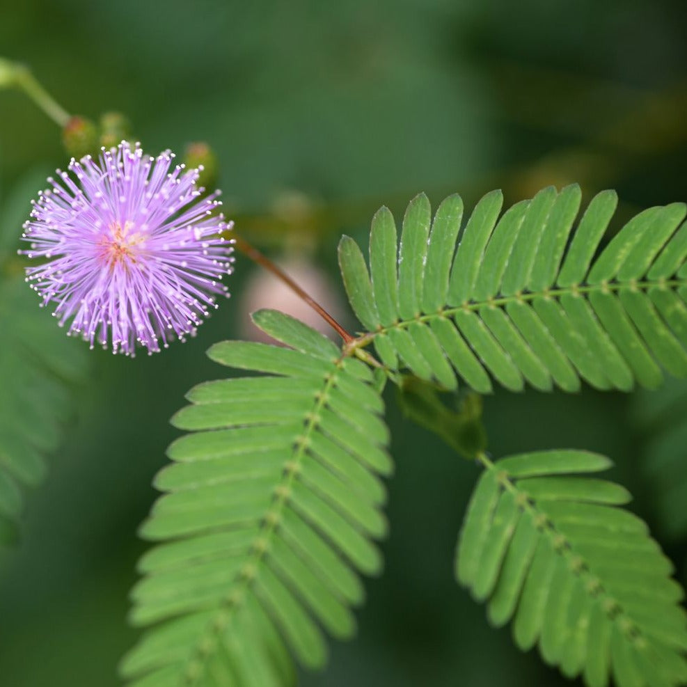 Sensitive Plant (Mimosa) by MIgardener