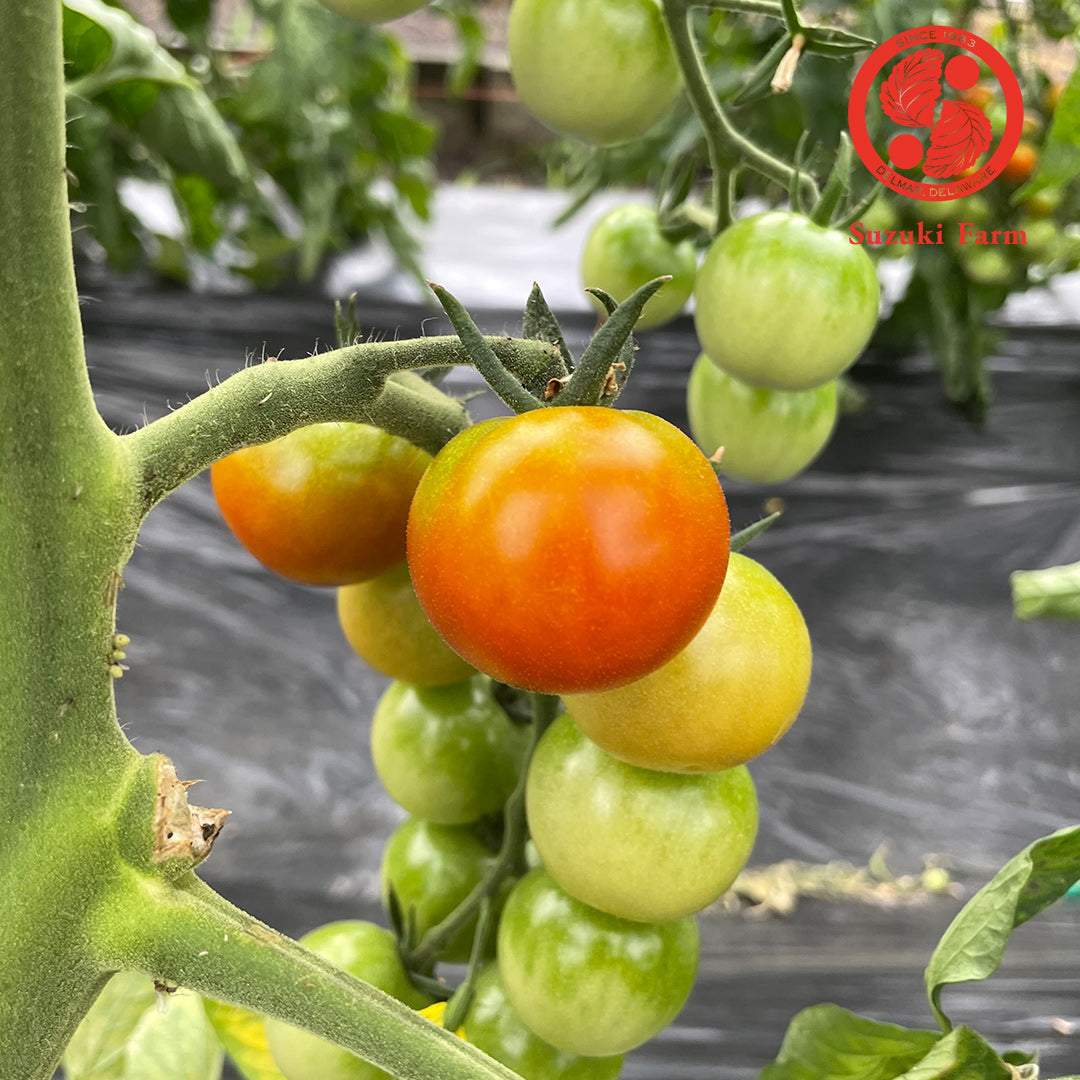 Cherry Tomato (S) | Suzuki Farm | 0.5 lb, image 2 of 3