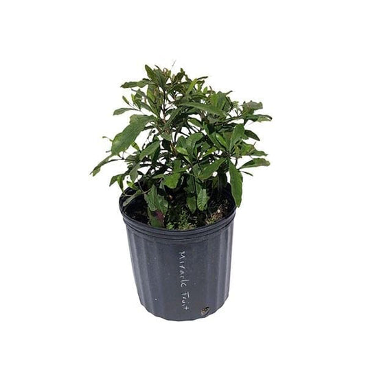 Miracle Fruit Plant (Miracle Berry Tree), Fruit Trees from Everglades Farm