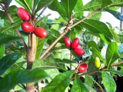 Miracle Fruit Plant (Miracle Berry Tree), Fruit Trees from Everglades Farm