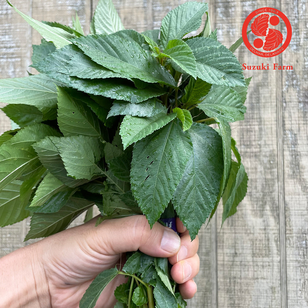 Molokhia (Mulukhiya) | Suzuki Farm | 1 bunch, image 4 of 5