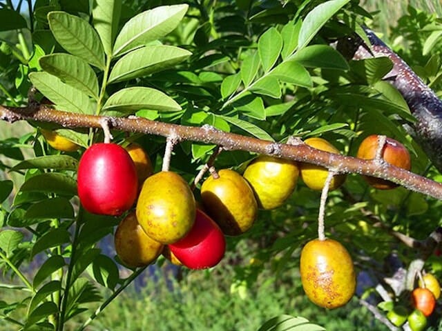 Yellow Spanish/Hog Plum, Ciruela, Jocote Amarillo, Tree, Fruit Trees from Everglades Farm