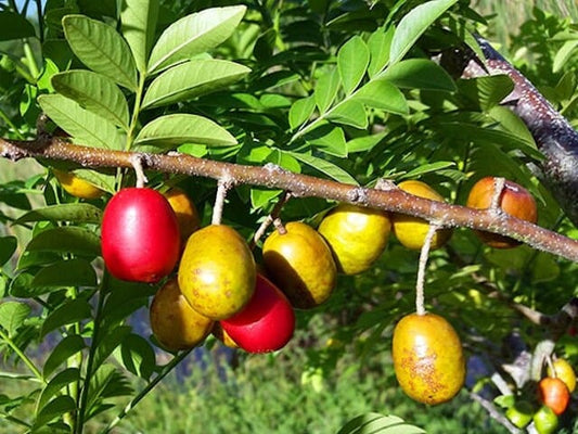 Yellow Spanish/Hog Plum, Ciruela, Jocote Amarillo, Tree, Fruit Trees from Everglades Farm