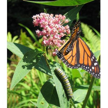 Peaceful Valley Save the Monarch Kit - Midwest to Northeast (1/8 lb), Garden from Grow Organic