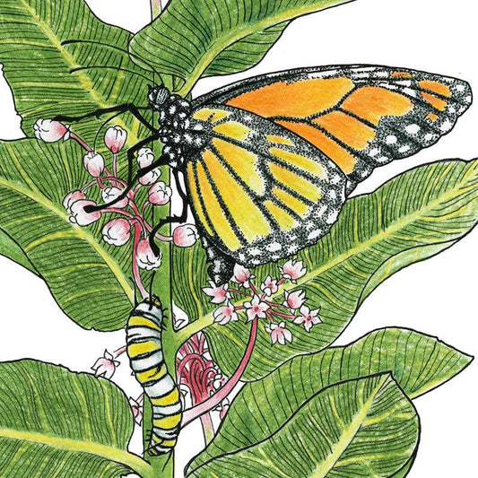 Peaceful Valley Save the Monarch Kit - Southeast (1/8 lb), Garden from Grow Organic