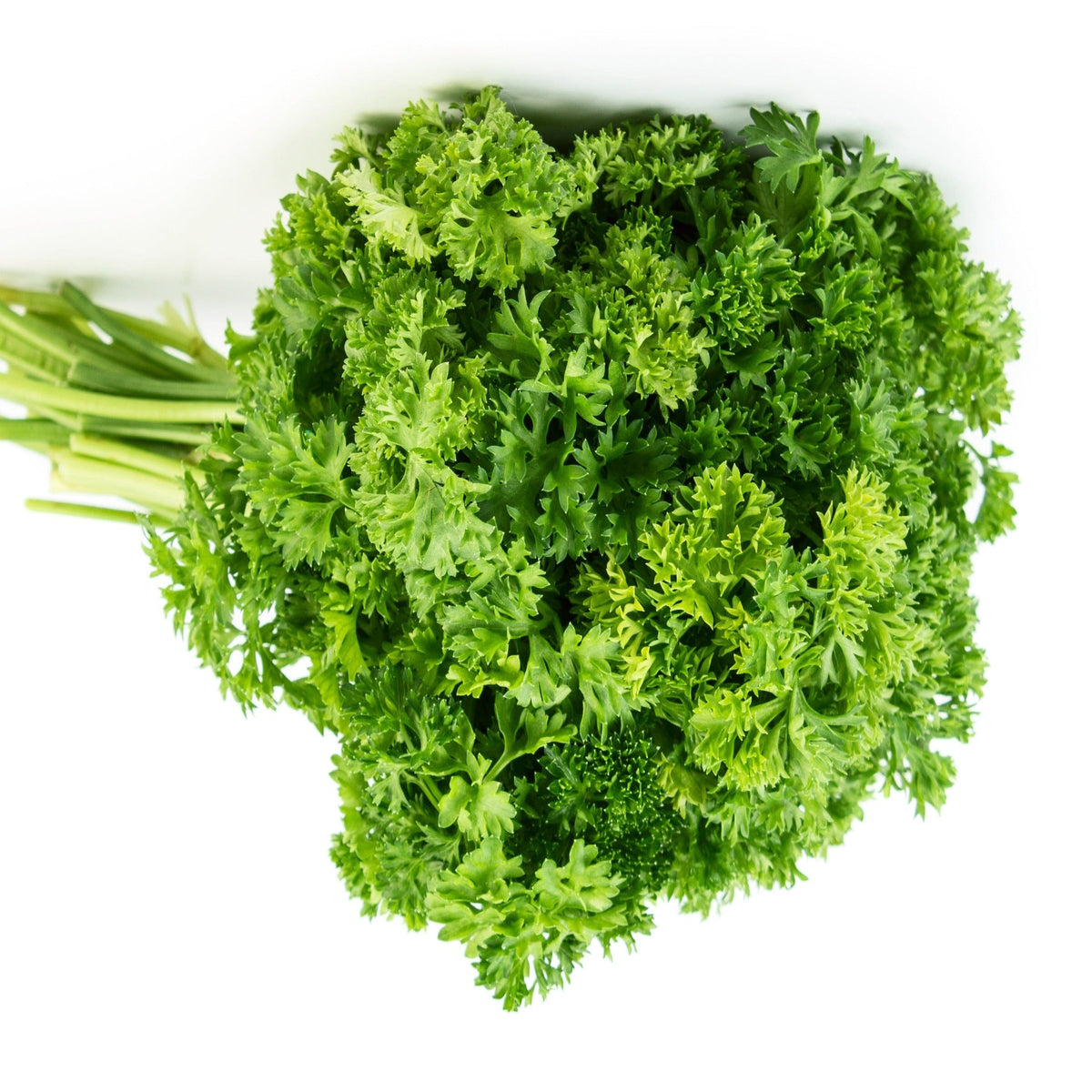 Herb Parley, Mossy Curled Seeds by Papaws Garden Supply