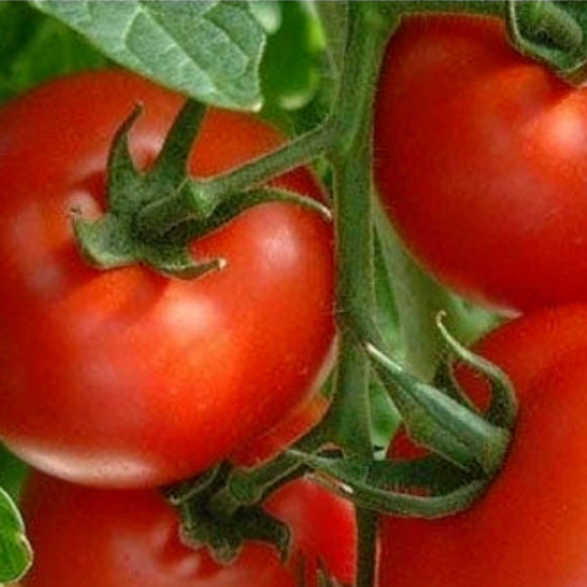 Mountain Fresh Plus Untreated Hybrid Tomato Seeds, image 2 of 6