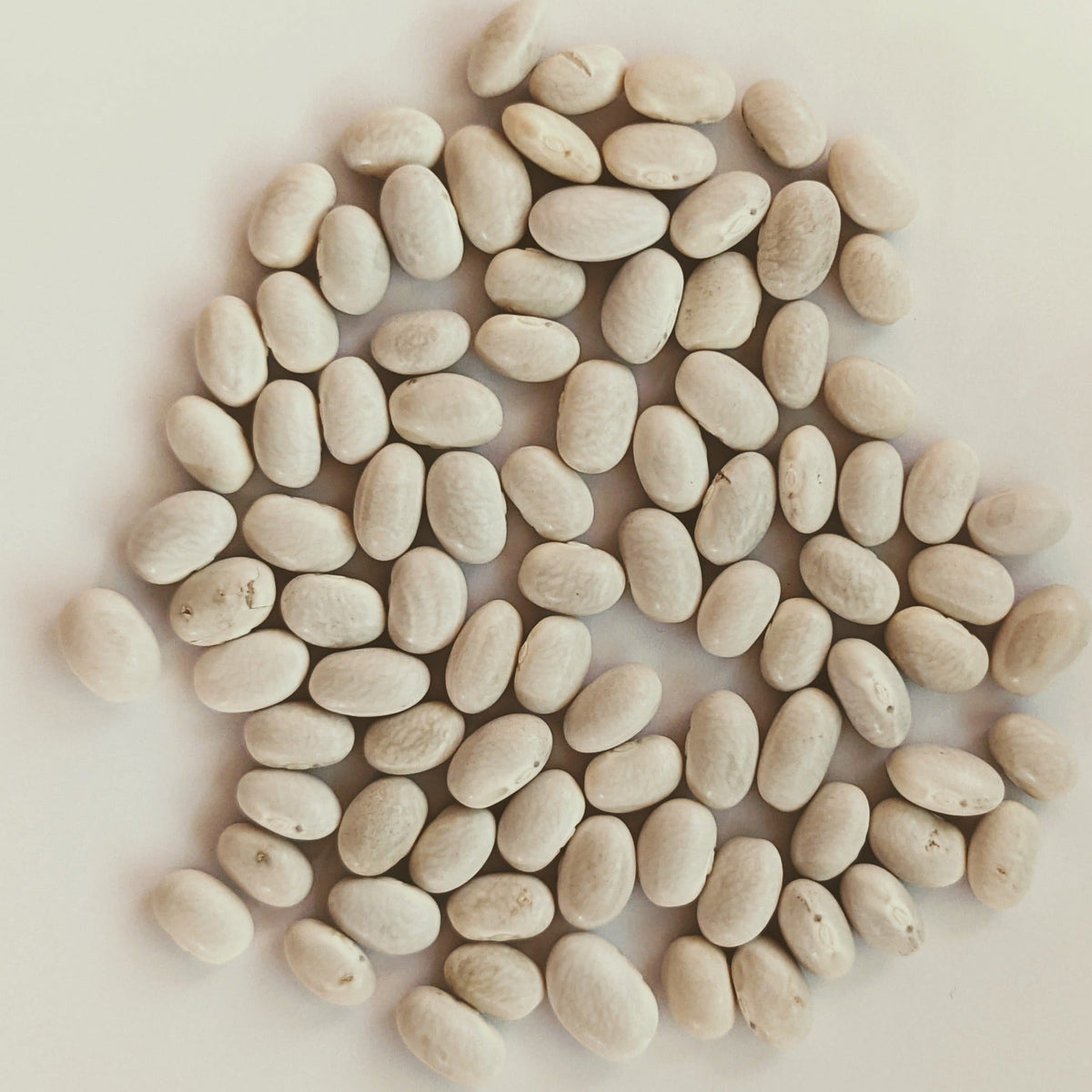 Mountain Half Runner Heirloom Green Bean Seeds, image 2 of 6