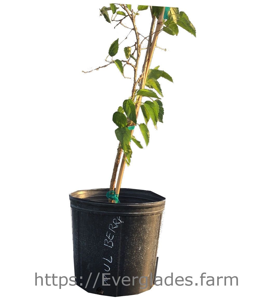 Mulberry Dwarf Everbearing Tree, Fruit Trees from Everglades Farm