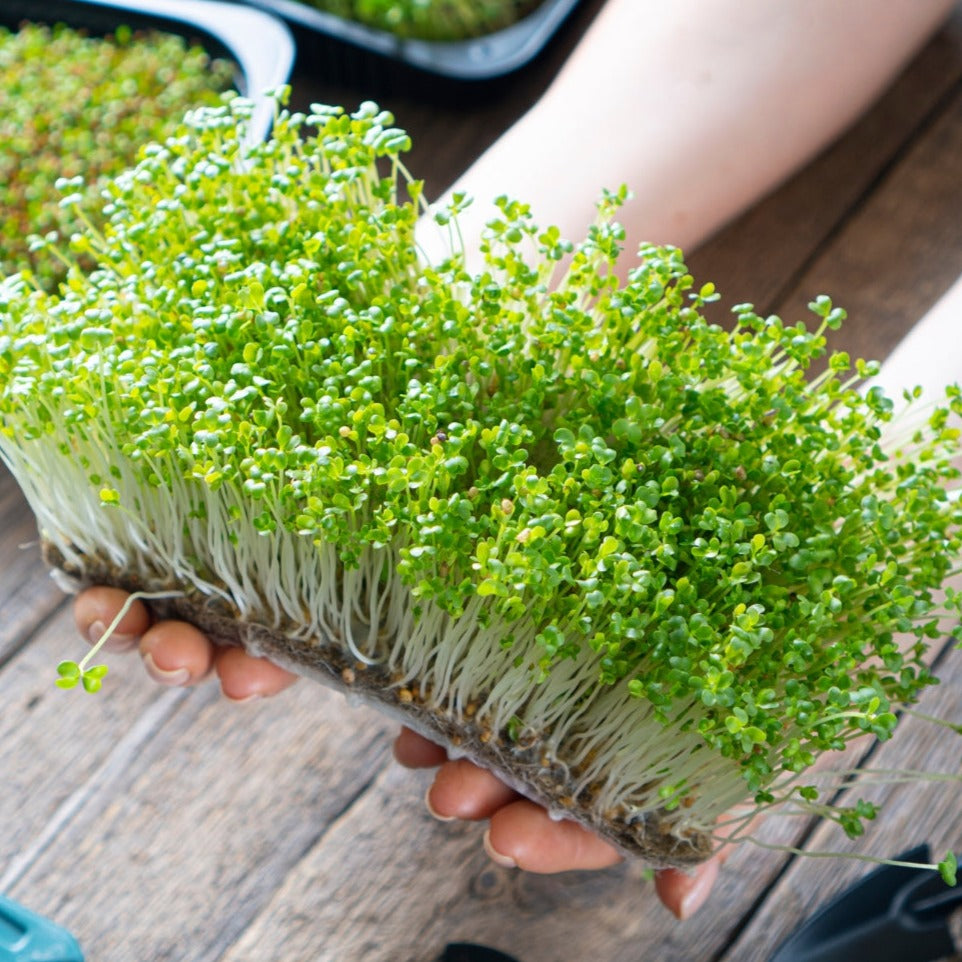 Mustard Microgreen - 1 ounce by MIgardener