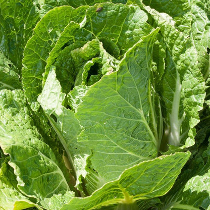 Napa Bilko Cabbage Seeds (Organic)