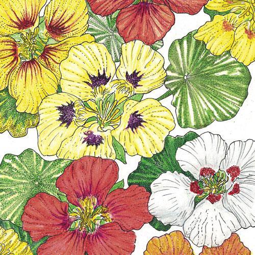 Nasturtium, Dwarf Jewel Mix (lb), Garden from Grow Organic