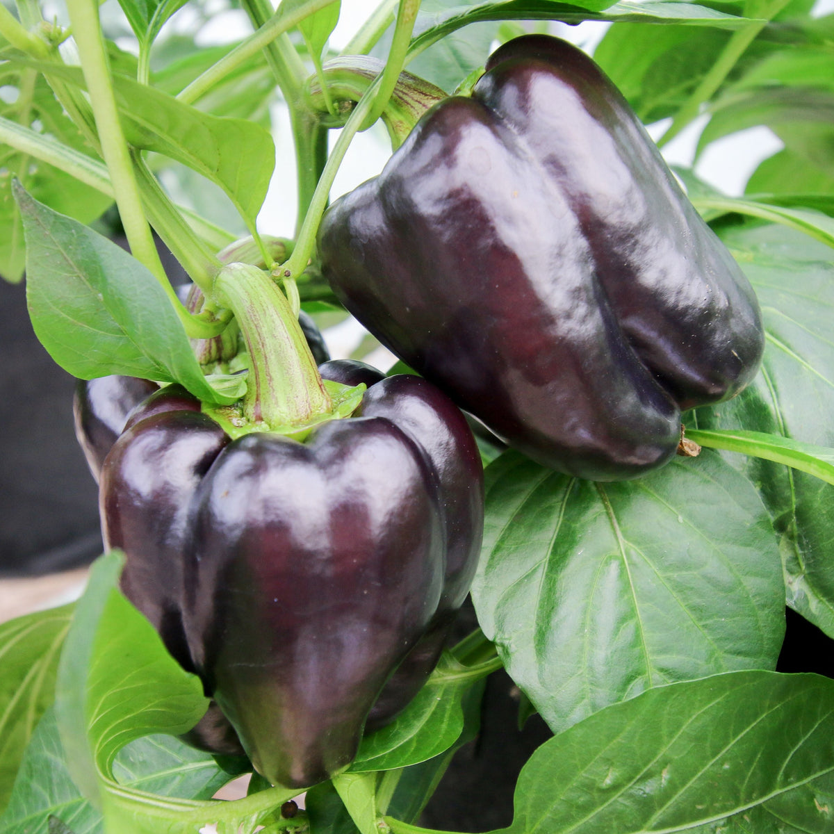 Purple Beauty Bell Pepper by MIgardener