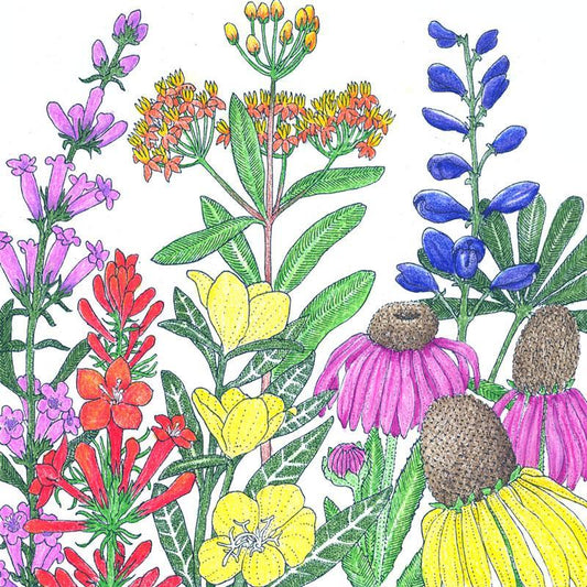 North American Perennial Native Wildflower Mix (1/4 lb), Garden from Grow Organic