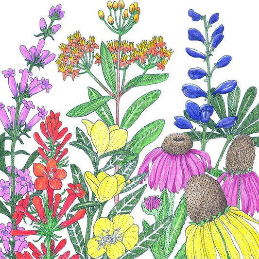 North American Perennial Native Wildflower Mix (lb), Garden from Grow Organic