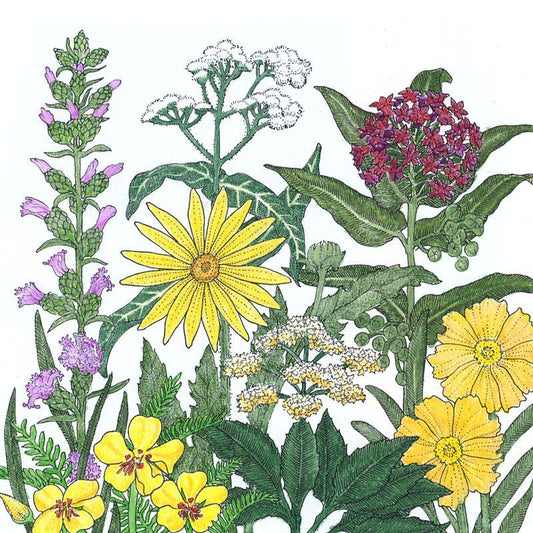 Northeast Native Wildflower Mix (1/4 lb), Garden from Grow Organic